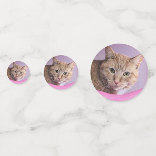 Katze Konfetti (Vorderseiten)