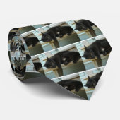 Katze Krawatte (Gerollt)