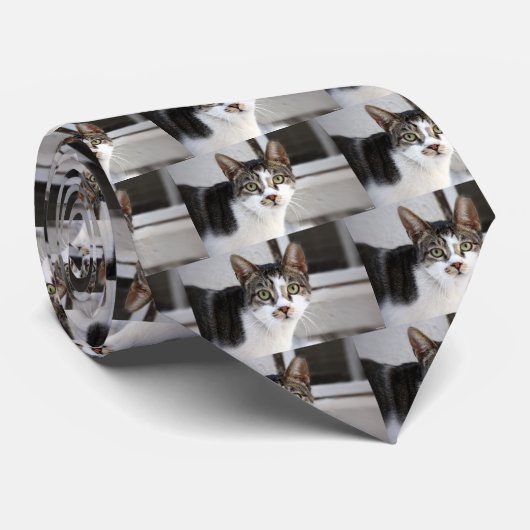Katze Krawatte (Gerollt)