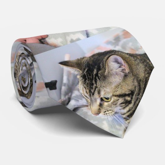 Katze Krawatte (Gerollt)