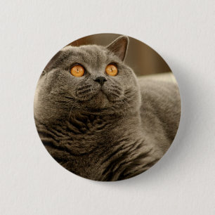 Katze: Kurzfristige Katze Button