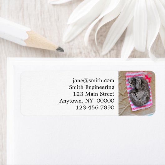 Katze lag am Strand (Insitu)