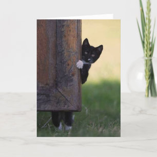 Katze leere Karte - Beileid, Danke, Geburtstag!