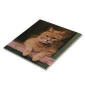 Katze lehnt sich auf Windowsill Fliese (Seite)