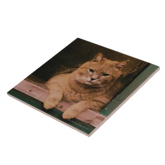 Katze lehnt sich auf Windowsill Fliese (Seite)