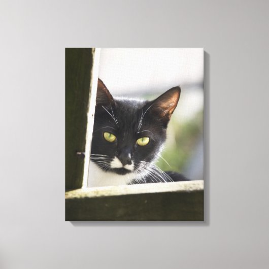 Katze Leinwanddruck (Vorderseite)