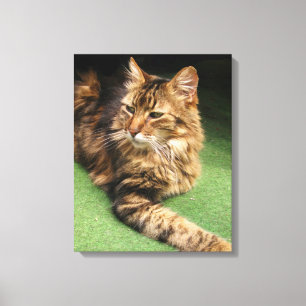 Katze Leinwanddruck