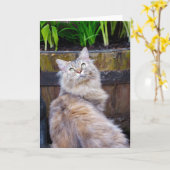 Katze, löschen jede mögliche Gelegenheit, Karte (Gelbe Blume)