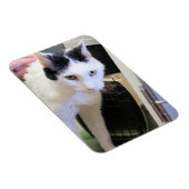 Katze Magnet (Rechte Seite)