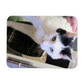 Katze Magnet (Horizontal)