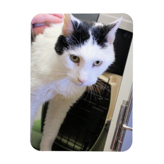 Katze Magnet (Vertikal)