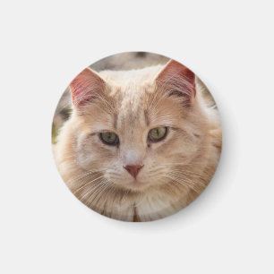 Katze Magnet