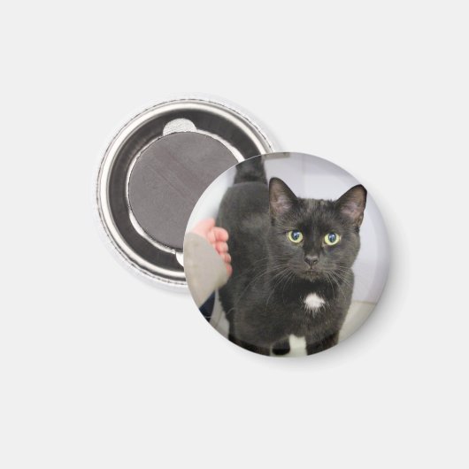Katze Magnet (Vorderseite/Rückseite)