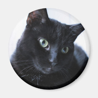Katze Magnet