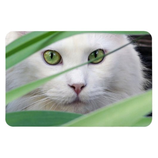 Katze Magnet (Horizontal)