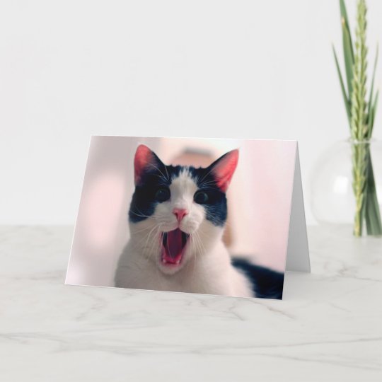 Katze Meme Katze Lustig Lustige Katze Memes Karte Zazzle De