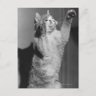 Katze mit aufgehobenen Pfoten (B&W) Postkarte