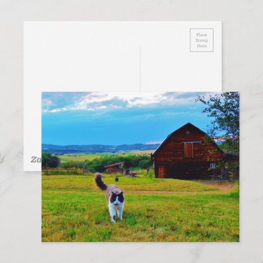 Katze mit Barns Postkarte (Vorne/Hinten)