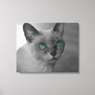 Katze mit blauen Augen Leinwanddruck
