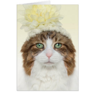 Katze mit Blume Hut
