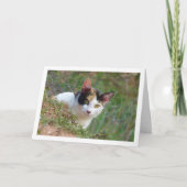 Katze mit Calico Muster Karte (Vorderseite)