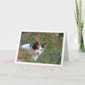 Katze mit Calico Musterkarte Karte (Vorderseite)