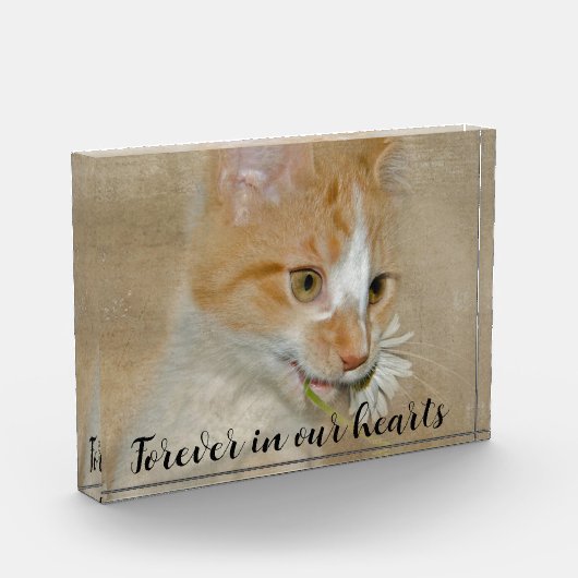 Katze mit Daisy-Pet-Memorial Fotoblock (Links)