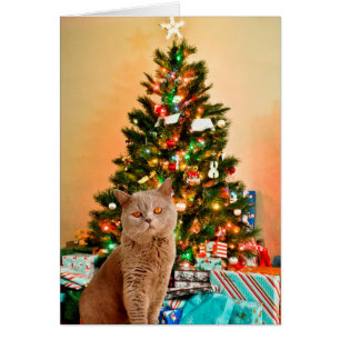Katze mit dekoriertem Weihnachtsbaum und Geschenkb