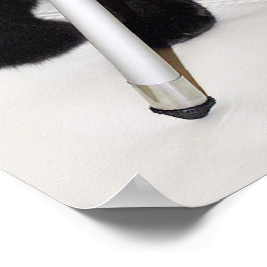 Katze mit der Kamera Poster (Ecke)