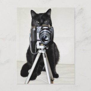 Katze mit der Kamera Postkarte