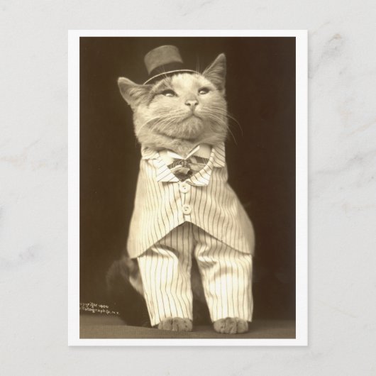 Katze mit einem Anzug und Hut! Postkarte (Vorderseite)