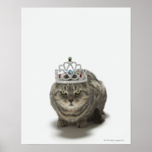 Katze mit einem Diadem Poster