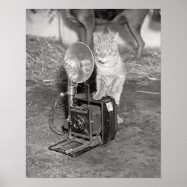 Katze mit einer Kamera, 1936. Vintages Foto Poster