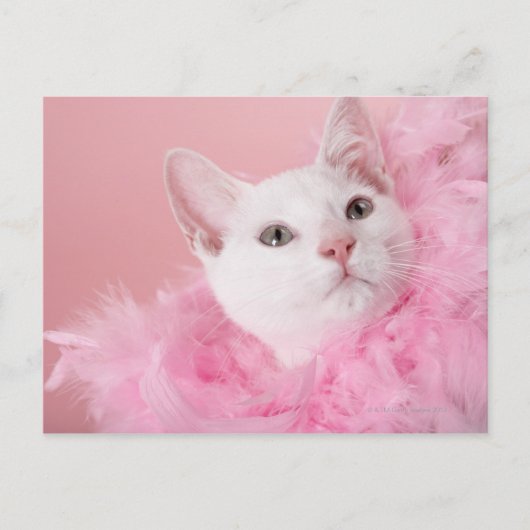 Katze mit Federbohne Postkarte (Vorderseite)