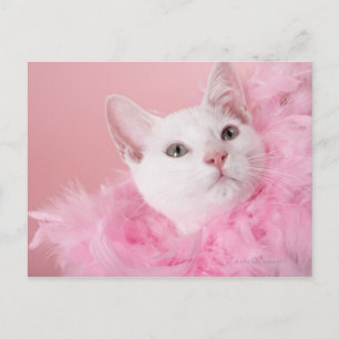 Katze mit Federbohne Postkarte