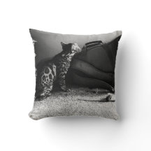 Katze mit Gitarrenkissen