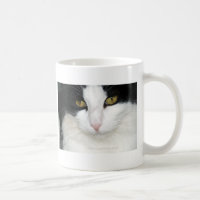 Katze mit goldenen Augen