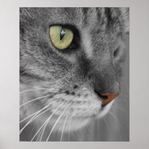Katze mit grünen Augen Poster drucken