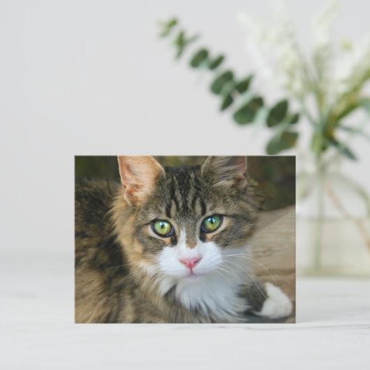 Katze mit grünen Augen Postkarte (Stehend Vorderseite)