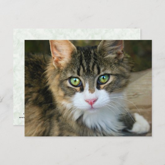 Katze mit grünen Augen Postkarte (Vorne/Hinten)