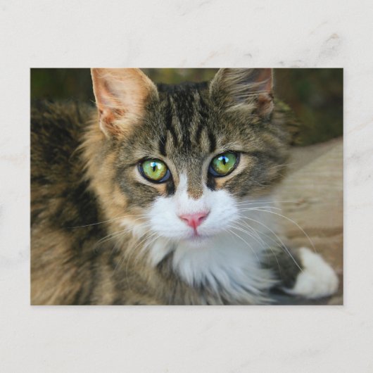 Katze mit grünen Augen Postkarte (Vorderseite)