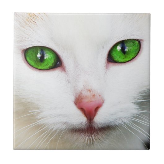 Katze mit grünen Augen-Tile Fliese (Vorderseite)