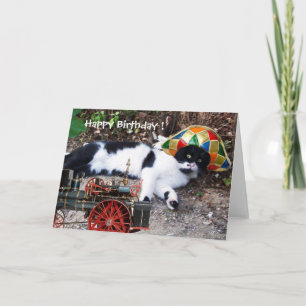 KATZE MIT HARLEKIN-HUT Alles Gute zum Geburtstag Karte