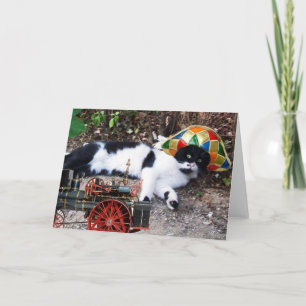 KATZE MIT HARLEKINSHUTZ MIT DAMPFLOKOMOTIVE KARTE