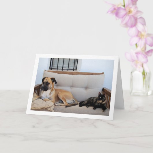 Katze mit Hund auf Bank Karte (Orchidee)