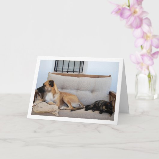 Katze mit Hund auf Bank Karte (Orchidee)