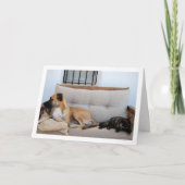 Katze mit Hund auf Bank Karte (Vorderseite)