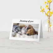 Katze mit Hund-Beileid-Karte Karte (Gelbe Blume)