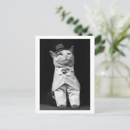 Katze mit Hut, 1906 Postkarte (Stehend Vorderseite)