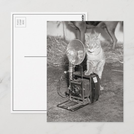 Katze mit Kamera, 1936 Postkarte (Vorne/Hinten)